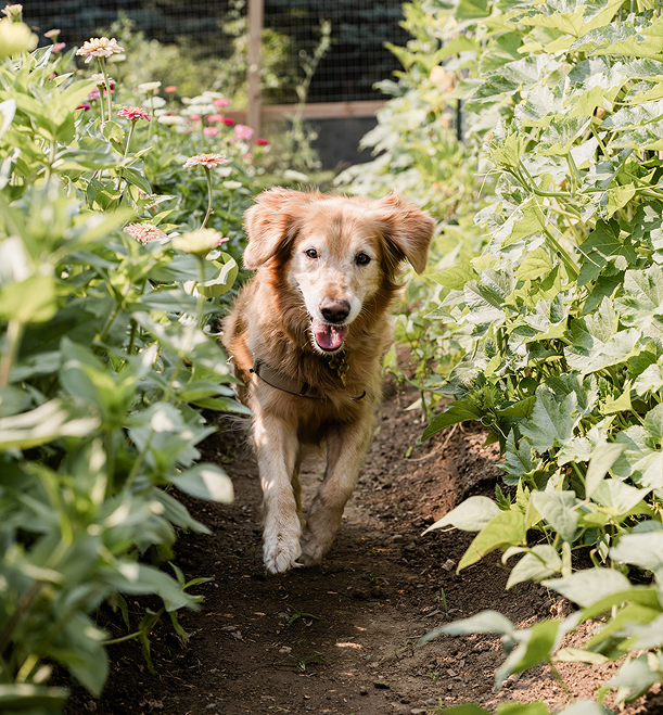 It All Started<br> <span class="subtext">with a</span> Pup